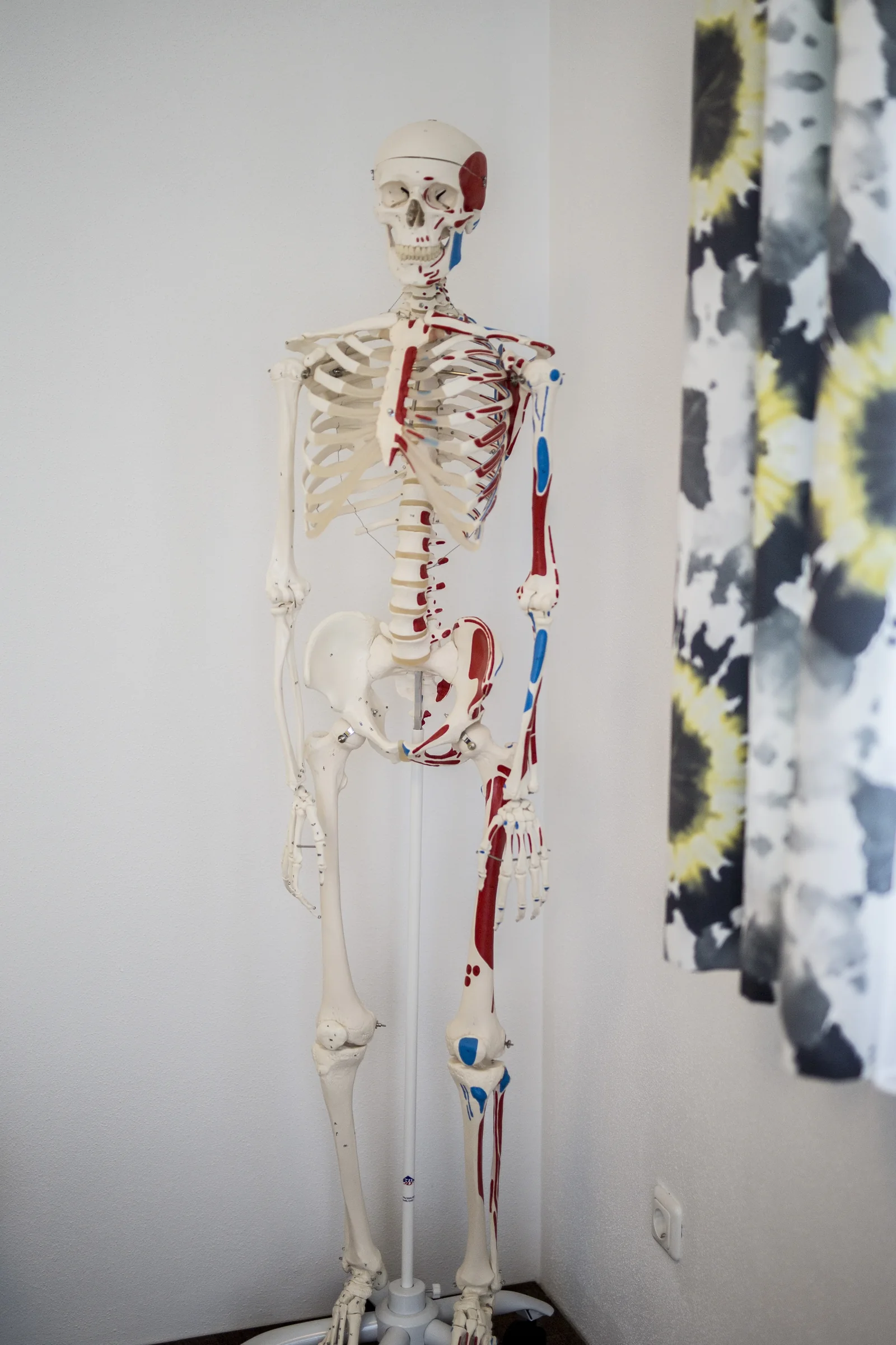 Anatomiemodell in der Praxis